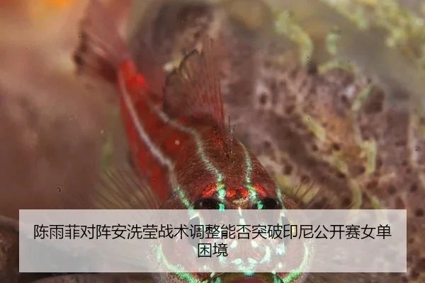 陈雨菲对阵安洗莹战术调整能否突破印尼公开赛女单困境